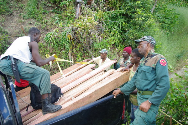 Confiscation of Juniper Cedar stolen from within the National Park