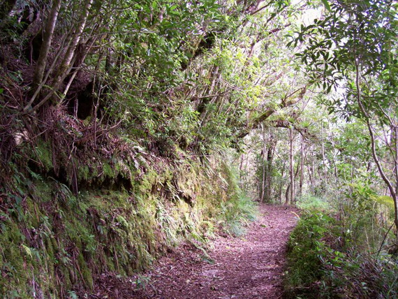 Peak Trail
